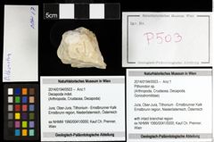 Foto (Objekt + Etiketten) von Pithonoton sp. 